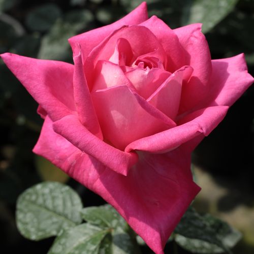 Rosen Online Shop - Rosa Isabel de Ortiz® - rosa - teehybriden-edelrosen - diskret duftend - Reimer Kordes - Schön, dekorativ, grelle Farben, große, duftende Blüten, geeignet als Schnittrose.